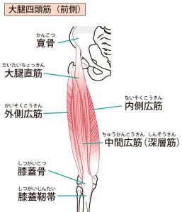 大腿直筋の過緊張改善 大腿直筋の問題を解決する方法 Miyoyu Blog