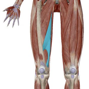 股関節内転筋の痛み改善 理学療法士が教える痛みの原因とストレッチ リリース エクササイズでの改善方法 Miyoyu Blog